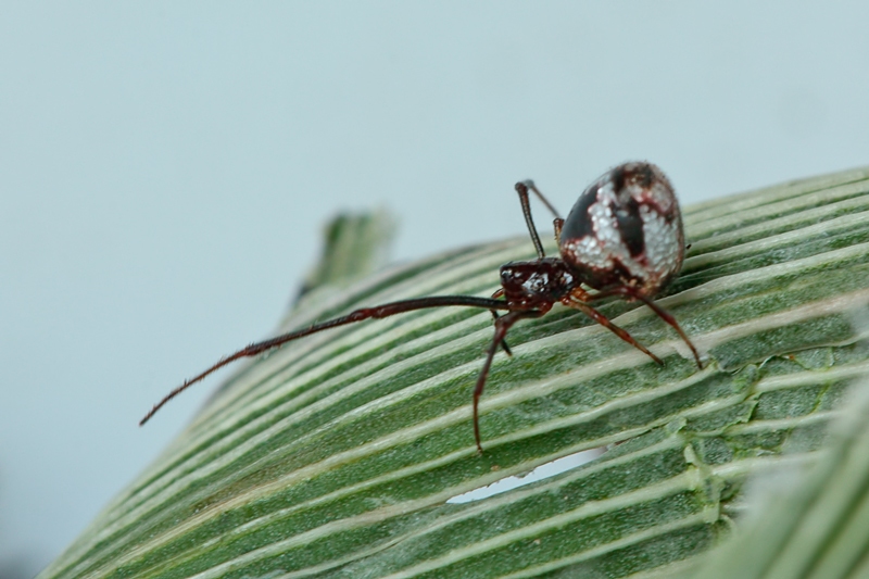 Argyrodes argyrodes - Malta